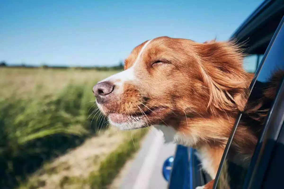 Imatge d'un gos traient el cap per la finestra del cotxe
