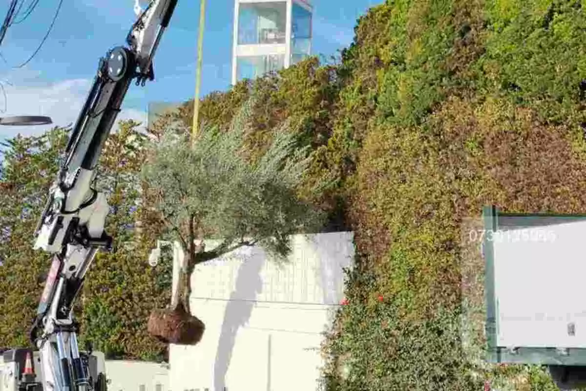 Imatge d'una grua extraient un arbre a la casa de Shakira de Barcelona.