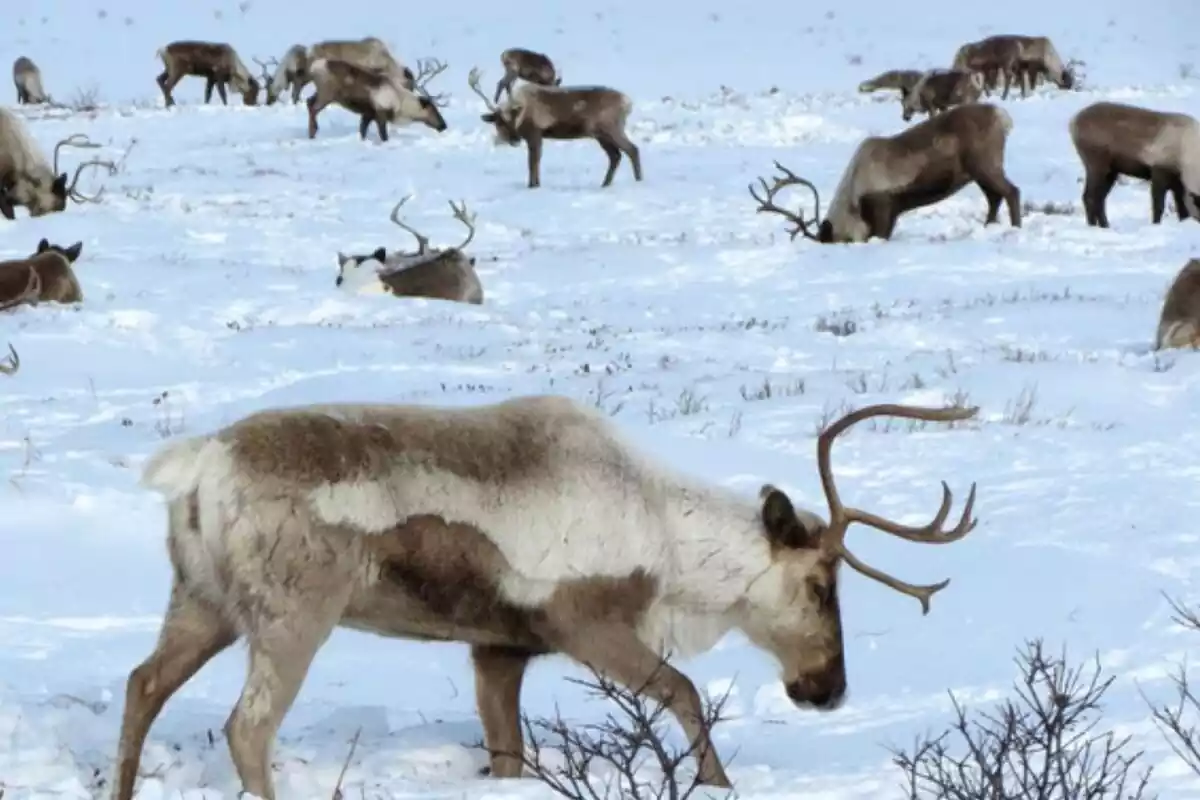 Ramat de rens de l'ártic