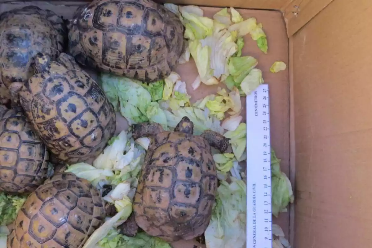 Seis tortugas metidas en una caja de cartón
