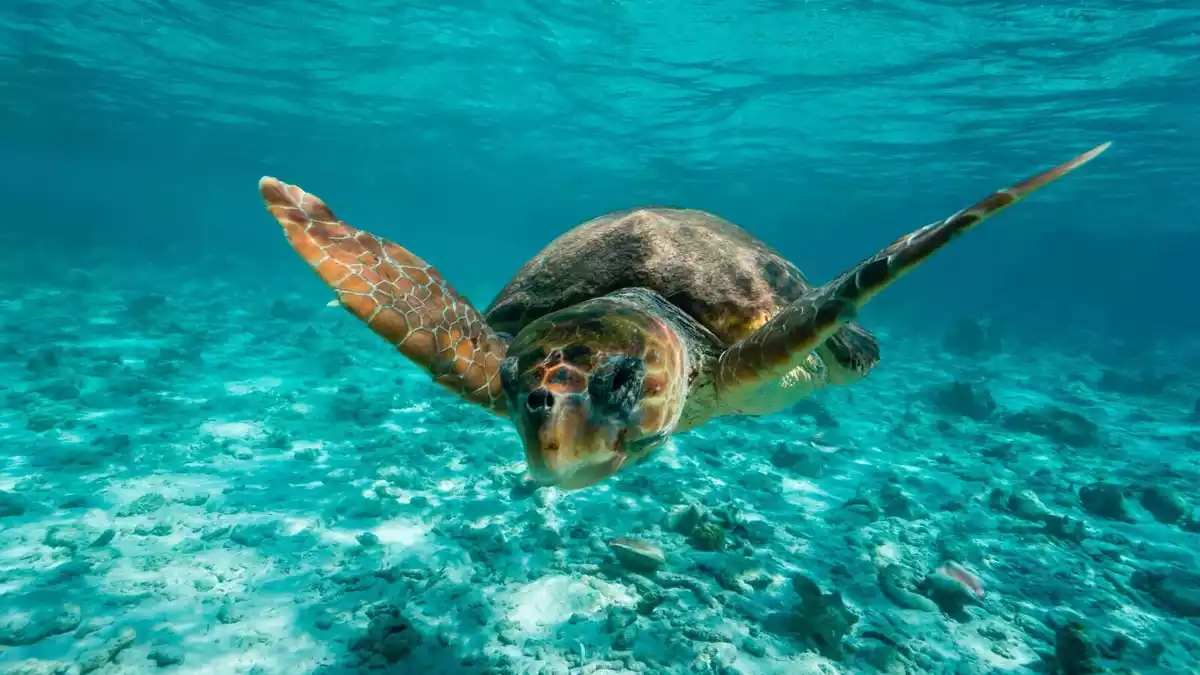 Imatge d'una tortuga marina