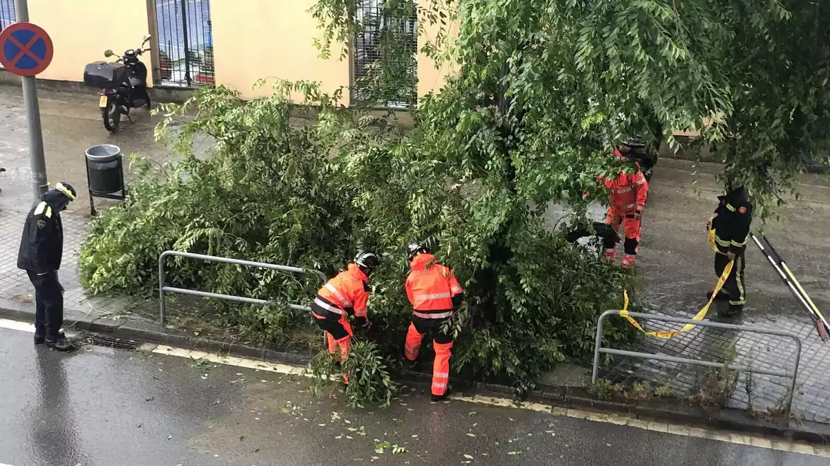 Imatge d'un arbre caigut al carrer Vergós de Barcelona per una tempesta el 9 de juny del 2020