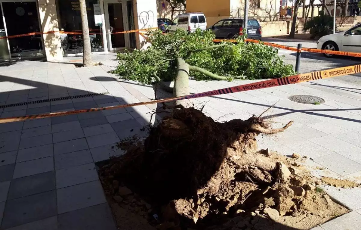 L'arbre que ha caigut al carrer del Tomoví, al Vendrell.