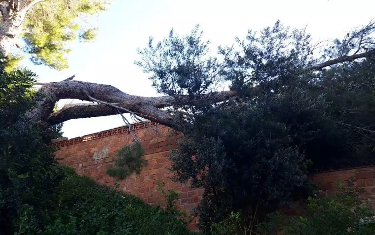L'arbre que ha caigut pel vent a l'Oasis.