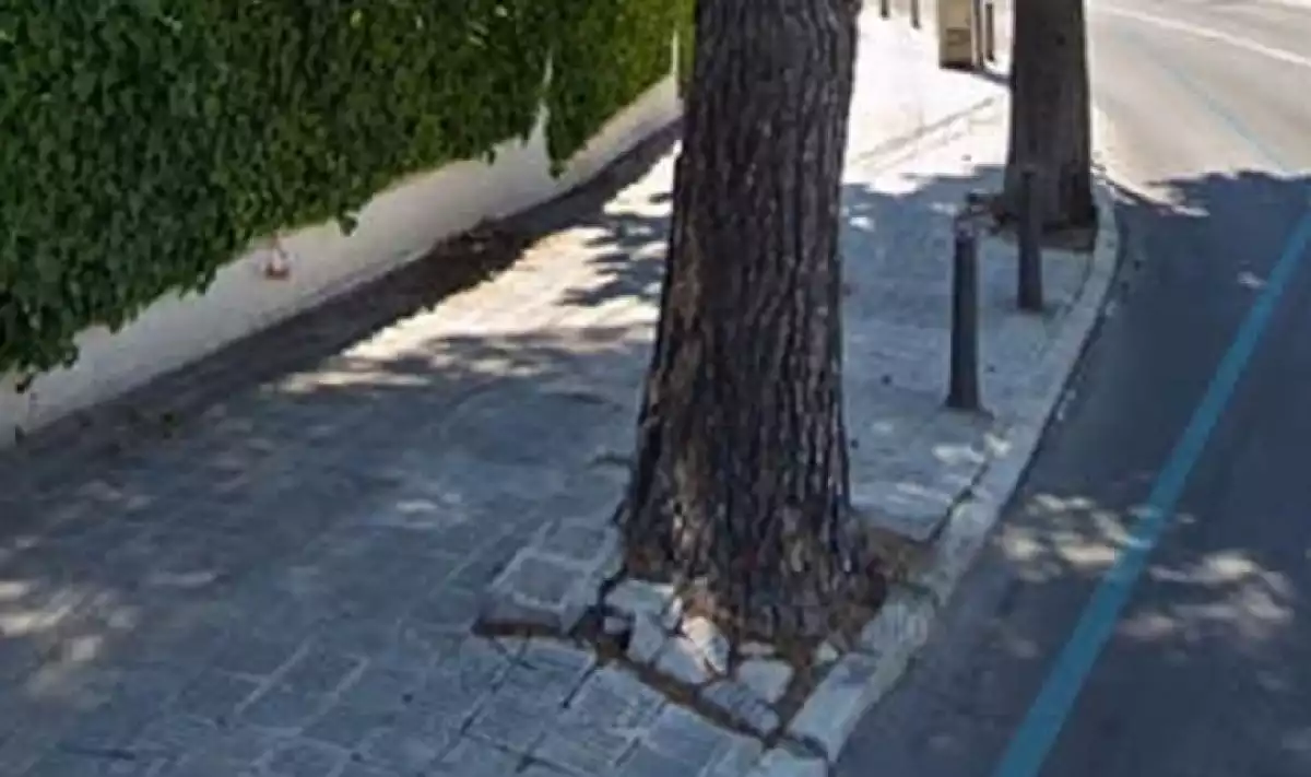 L'arbre que s'ha de tallar a Segur de Calafell.