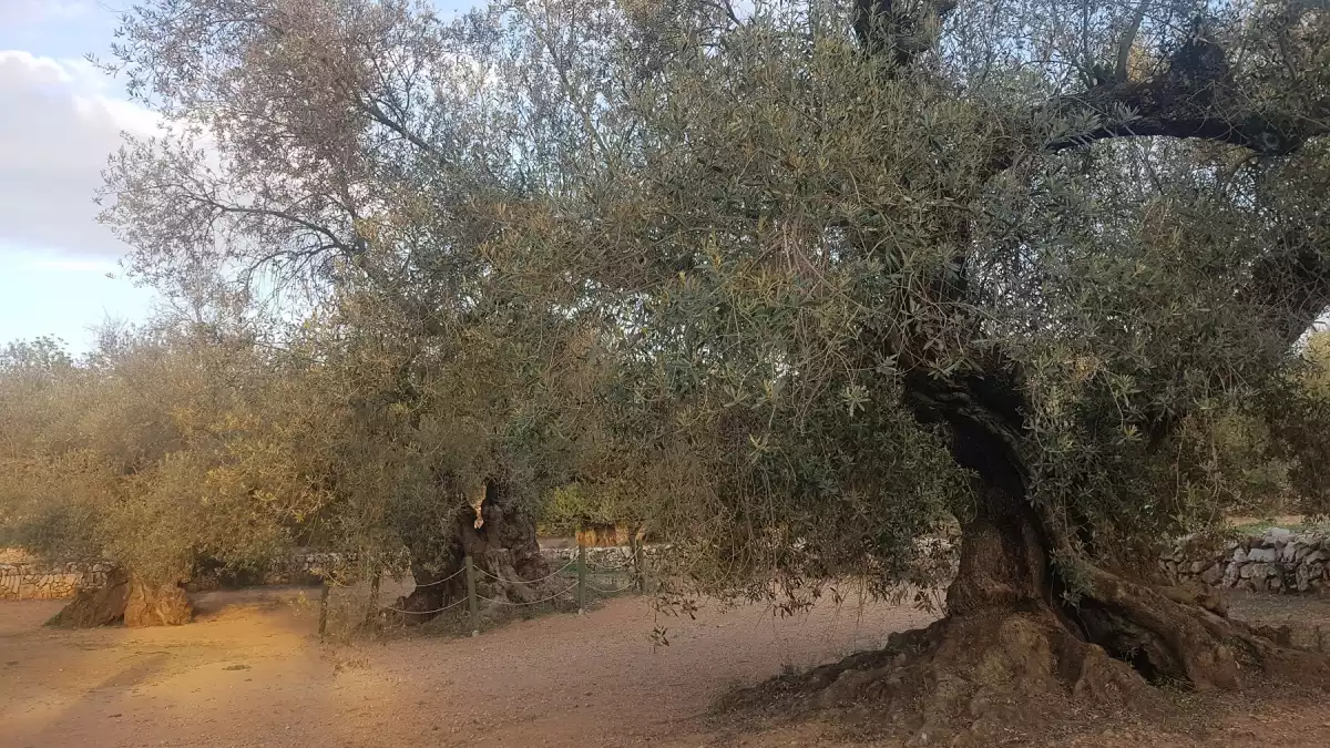 Les oliveres mil·lenàries del Sénia, protagonistes d'una gran jornada de reconeixement
