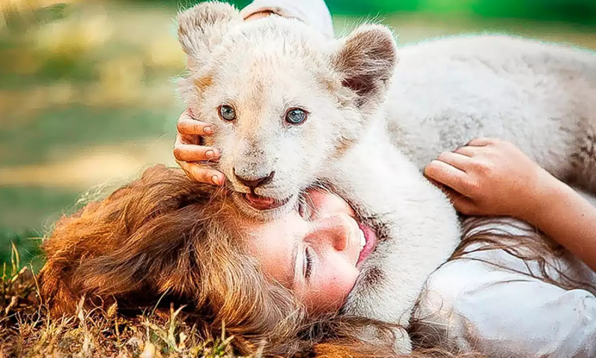 'Mia y el león blanco'