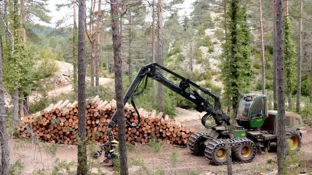 La màquina taladora al costat d'un munt de troncs, al bosc de Refalgarí