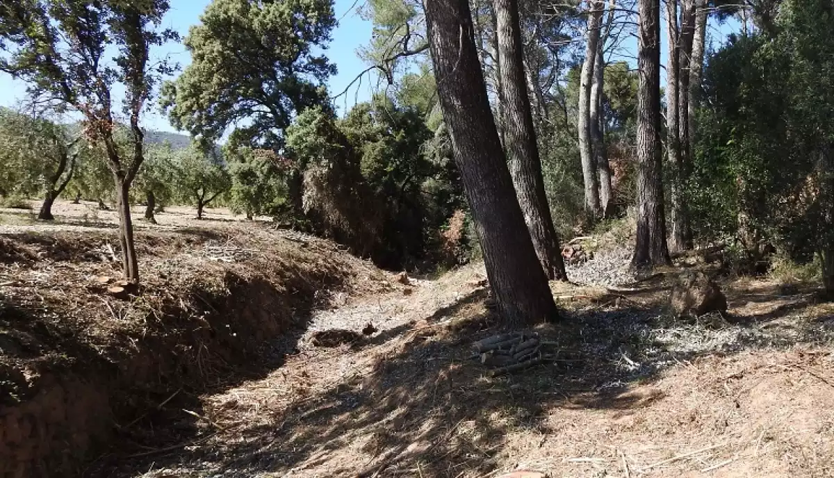 El torrent de Sant Marc, entre Llorenç i Sant Jaume dels Domenys.