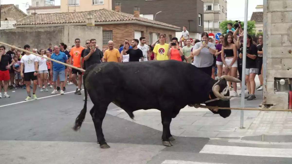 AnimaNaturalis acaba amb el bou capllaçat infantil de Santa Bàrbara
