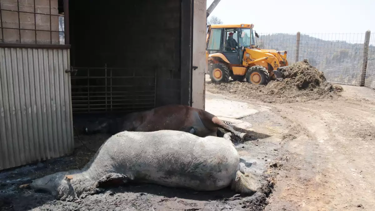Un animal mort en la granja més afectada per l'incendi de la Ribera d'Ebre