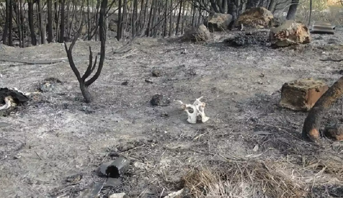 El foc va cremar unes quinze hectàrees entre Albinyana i Bonastre.