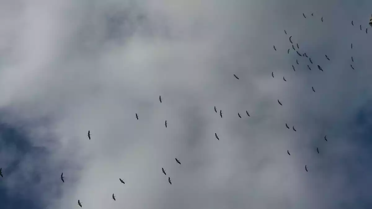 exemplars de cigonyes sobrevolant Reus