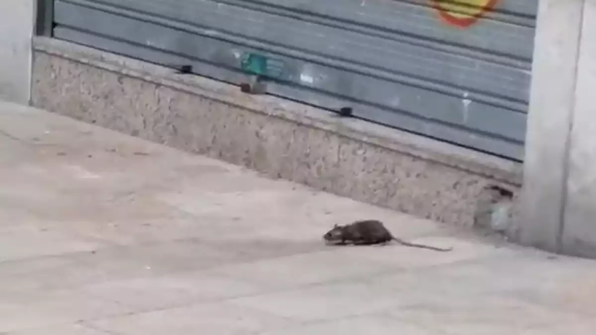 Troben una rata a plena llum del dia al centre de Reus