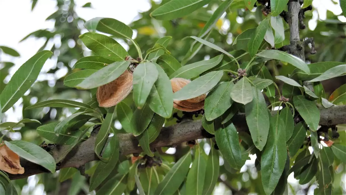 Imatge d'arxiu d'ametlles en un arbre