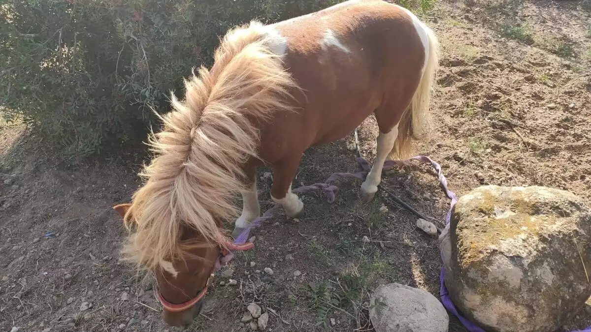 L'animal es trobava a la carretera de Misericòrdia al costat de la depuradora de Cambrils