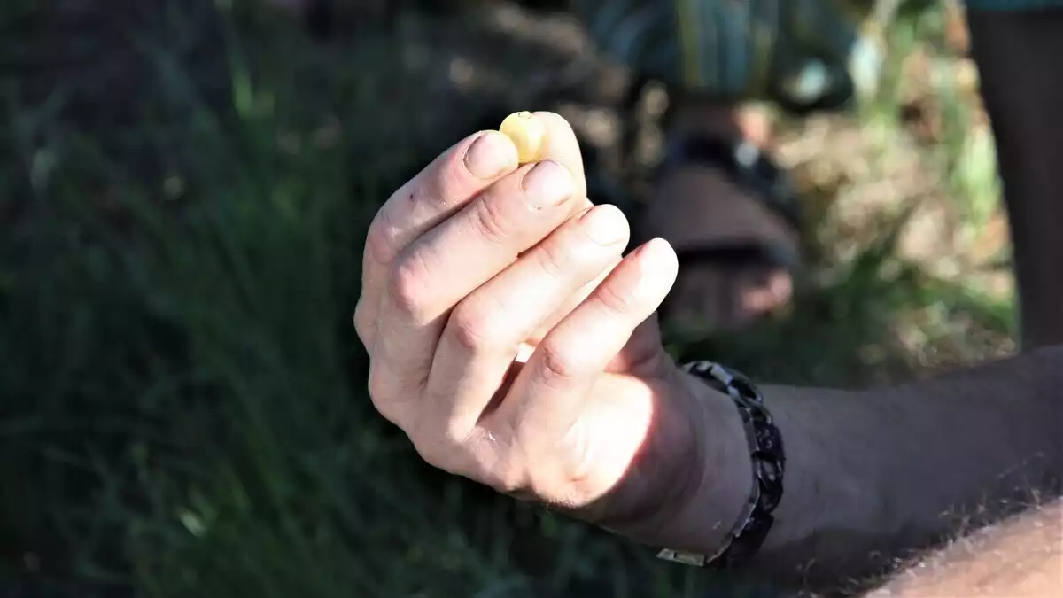 Un gra de raïm, durant el tast de varietats minoritàries fet a Mas Valero