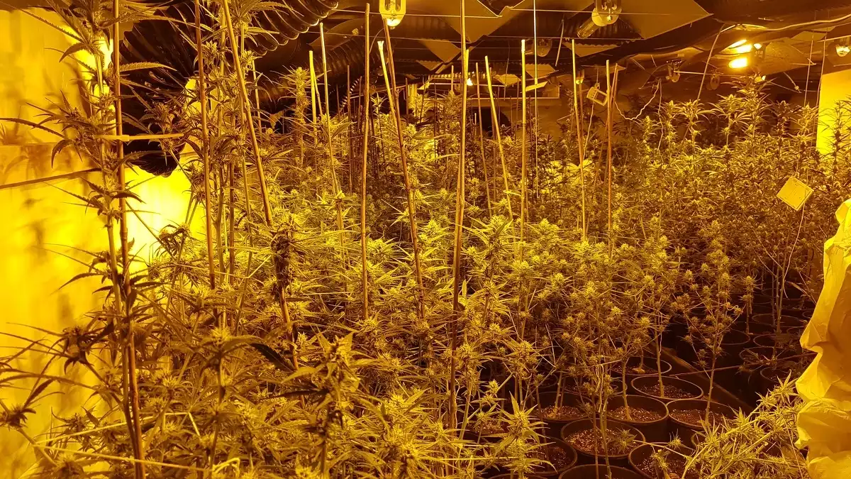 La Guàrdia Civil ha desmantellat a la Pobla de Montornès una plantació de marihuana amb més de 200 plantes.
