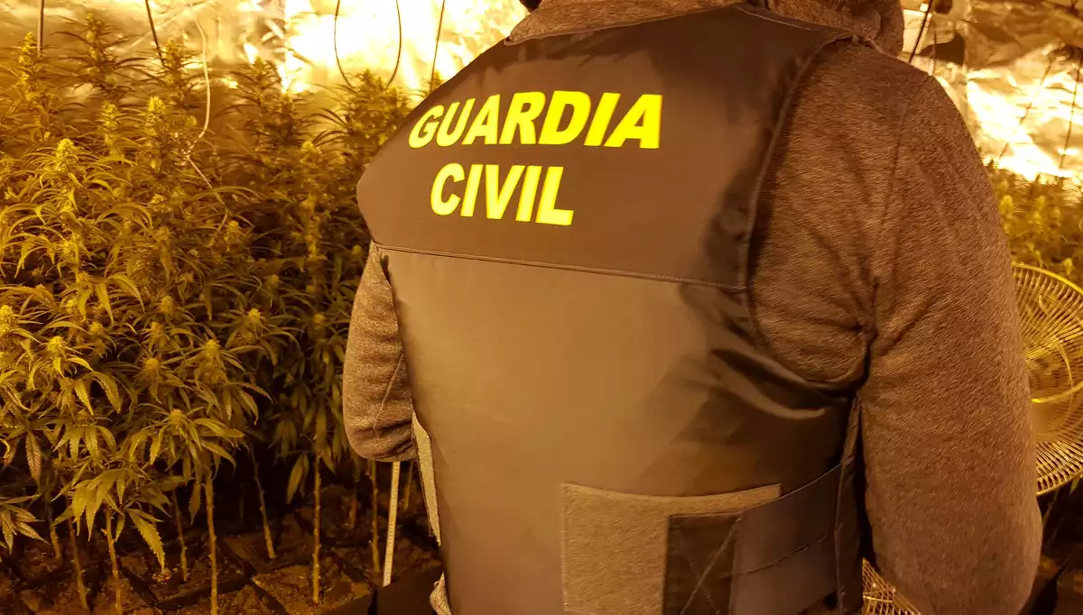 Imatge de la Guàrdia Civil a la plantació de marihuana descoberta.