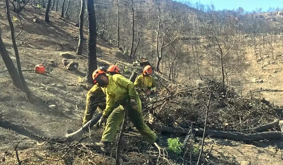 Treballs forestals realitzats a les zones afectades per l'incendi de la Ribera d'Ebre.