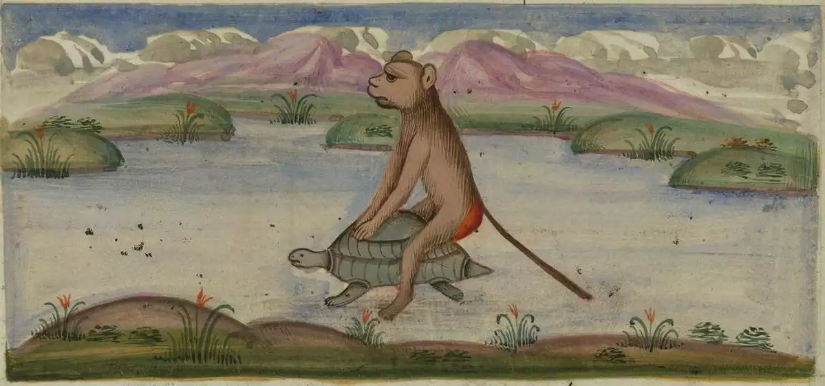 Un mico de cul vermell creua l'Eufrates a lloms d'una tortuga.