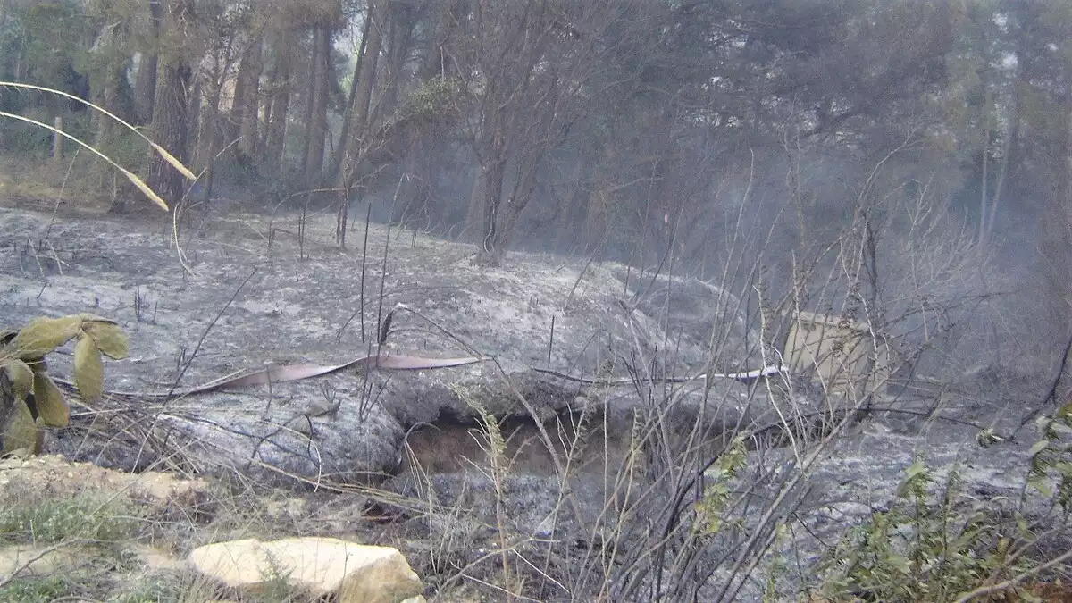 Una de les zones cremades per l'incendi originat per una foguera a les Borges del Camp, l'abril del 2005