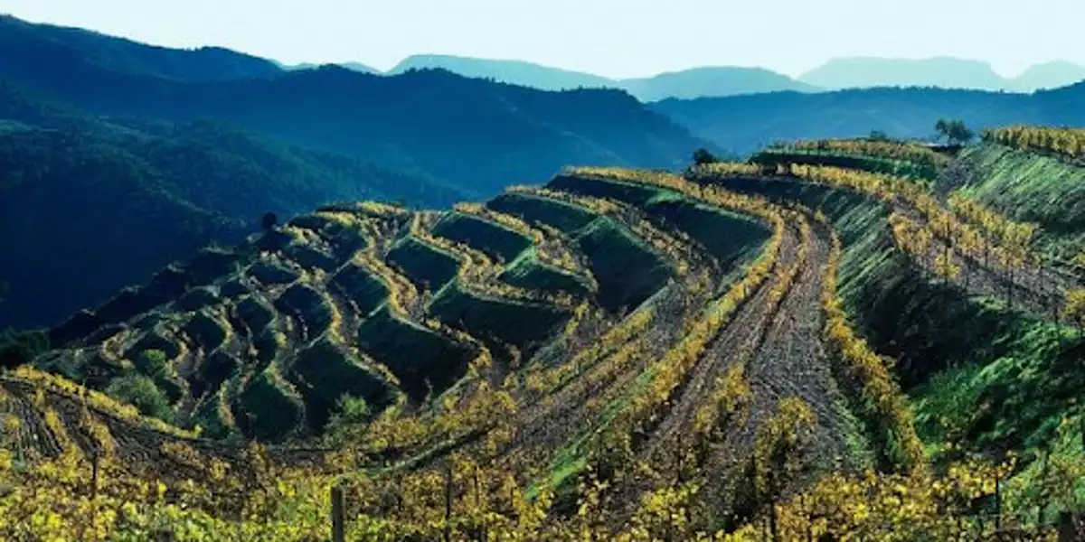 Bancals de vinya al Priorat.