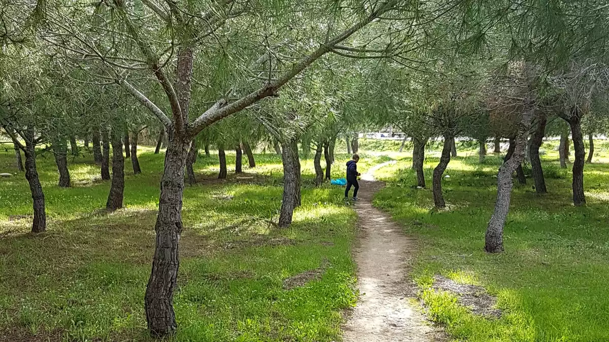 Pinar del barri de l'Albada