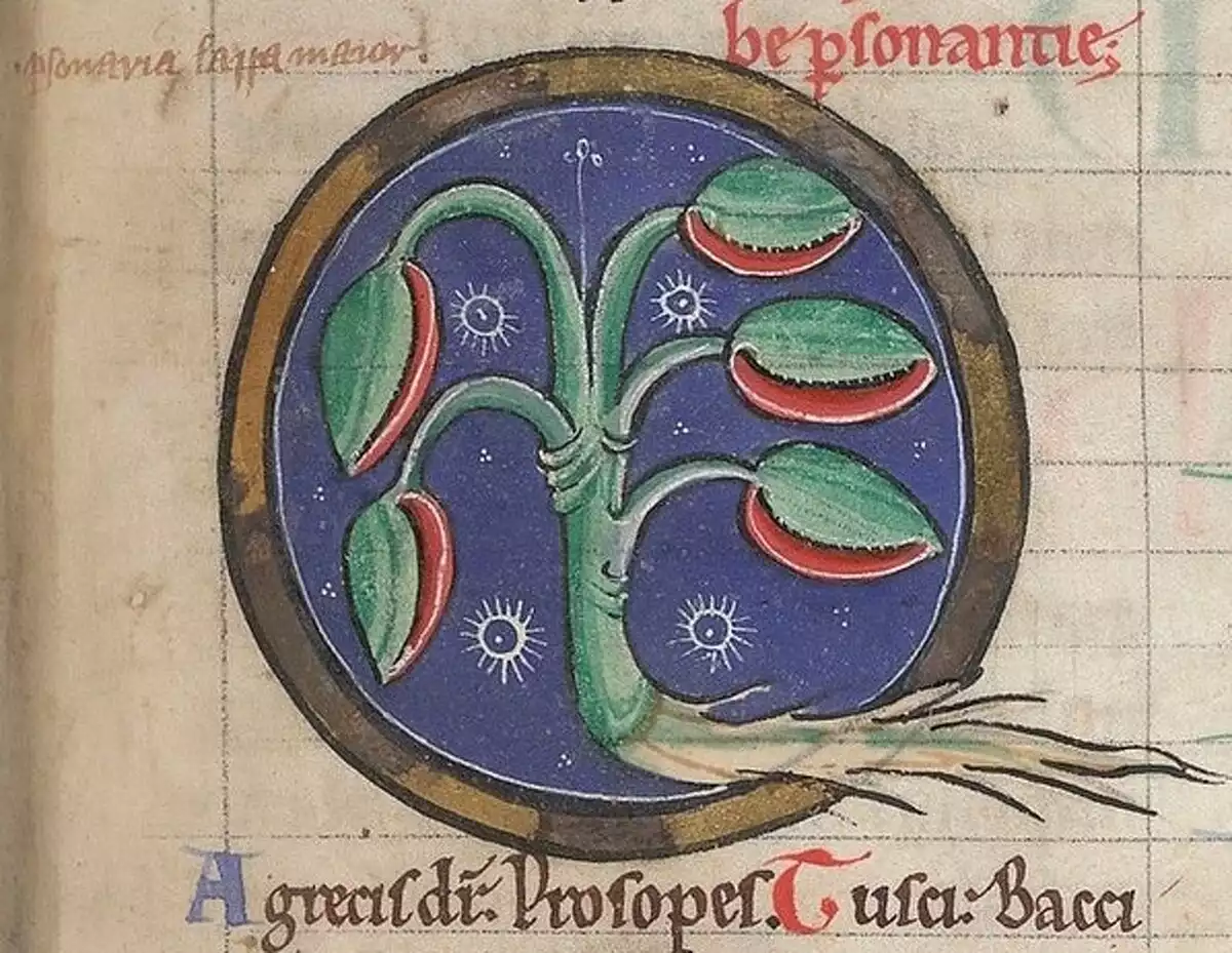 Miniatura del segle XII sobre botànica fantàstica.