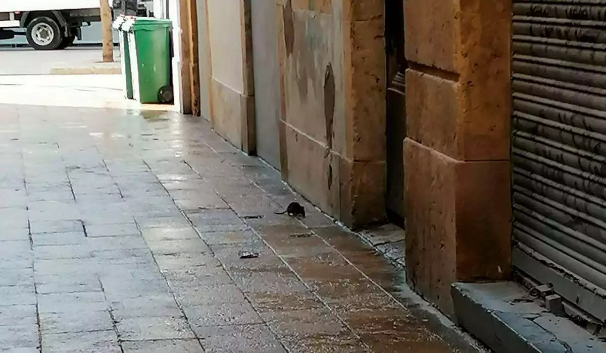 Imatge d'una rata al carrer de la Palma de Tarragona.
