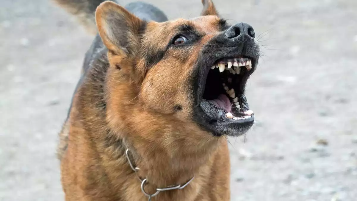 Un gos de la raça Pastor Alemany en posició d'atac i la boca oberta