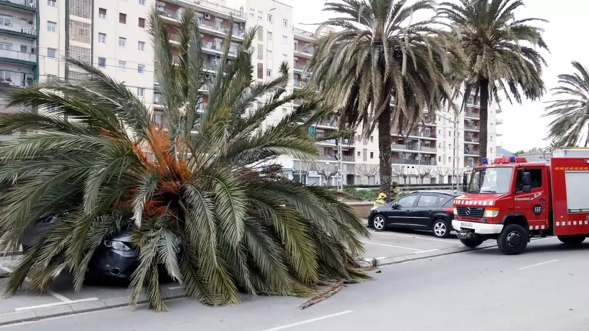 Pla general de la palmera que ha caigut a sobre un vehicle al passeig de Mataró.