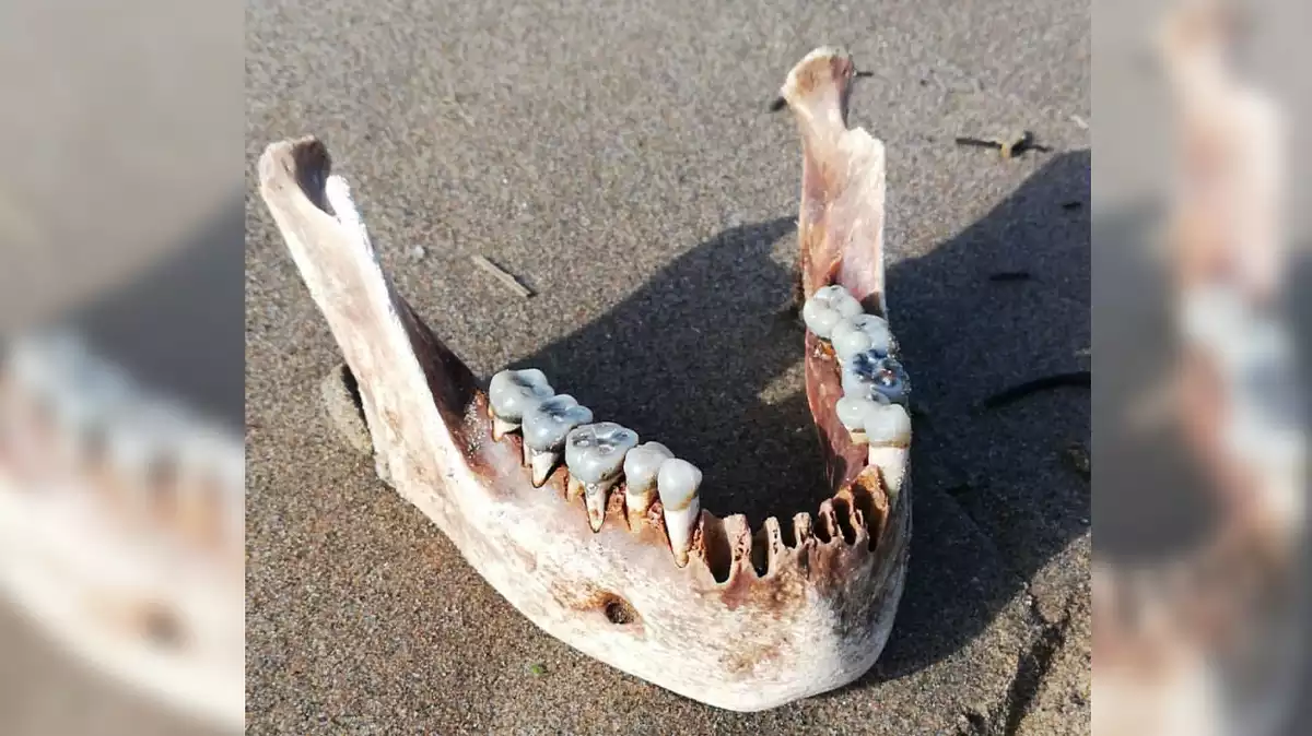 Imatge de la mandíbula humana trobada a la platja del Trabucador després del temporal