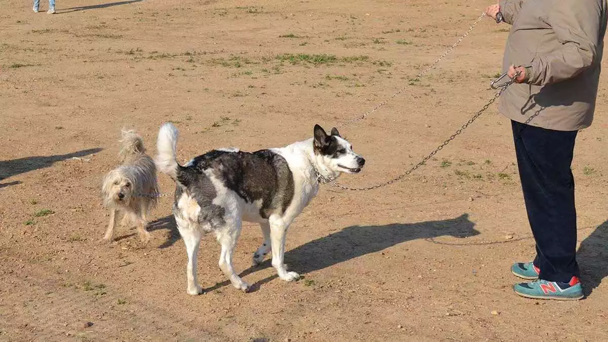 Imatge d'una zona d'esbarjo per a gossos de la ciutat de Reus
