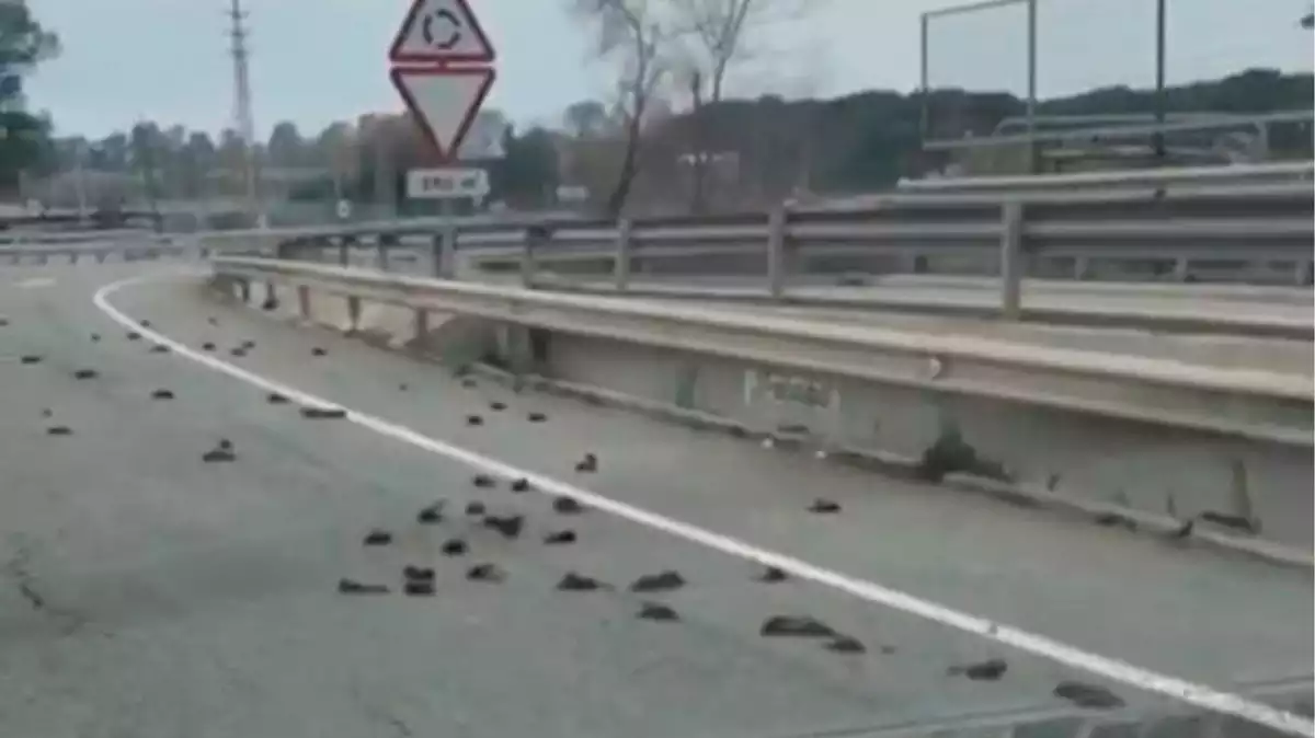 Imatge dels ocells morts a la carretera C-31b, entre Tarragona i Salou