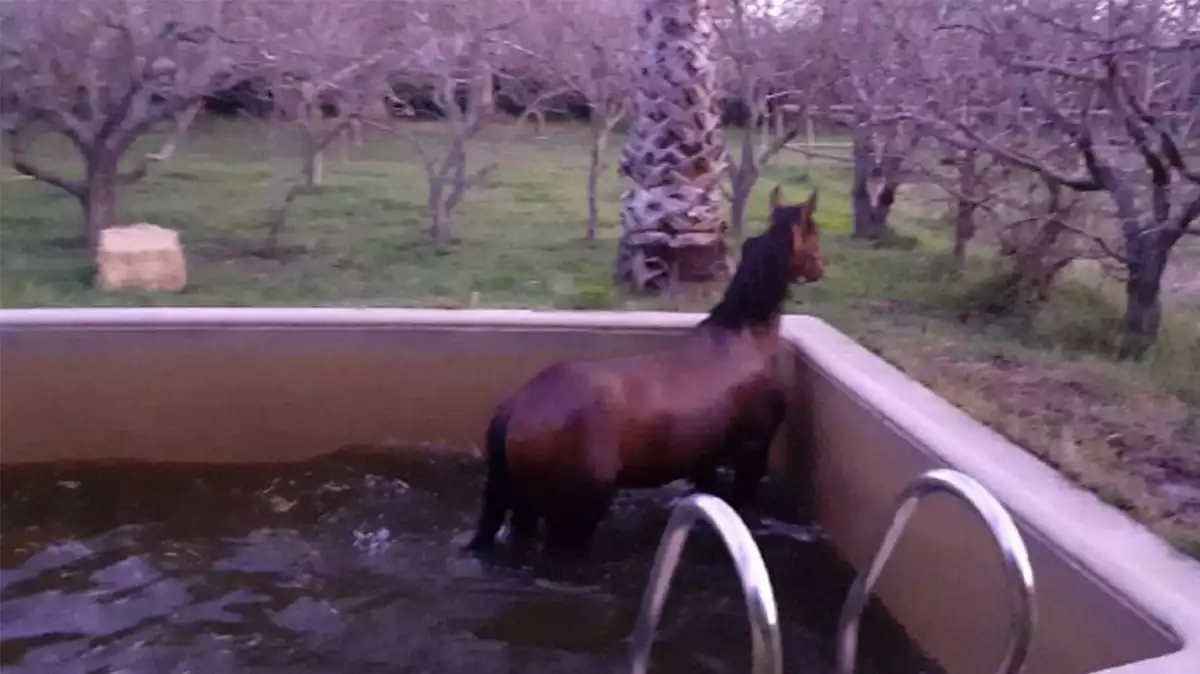 Imatge del cavall atrapat en una piscina a Tortosa