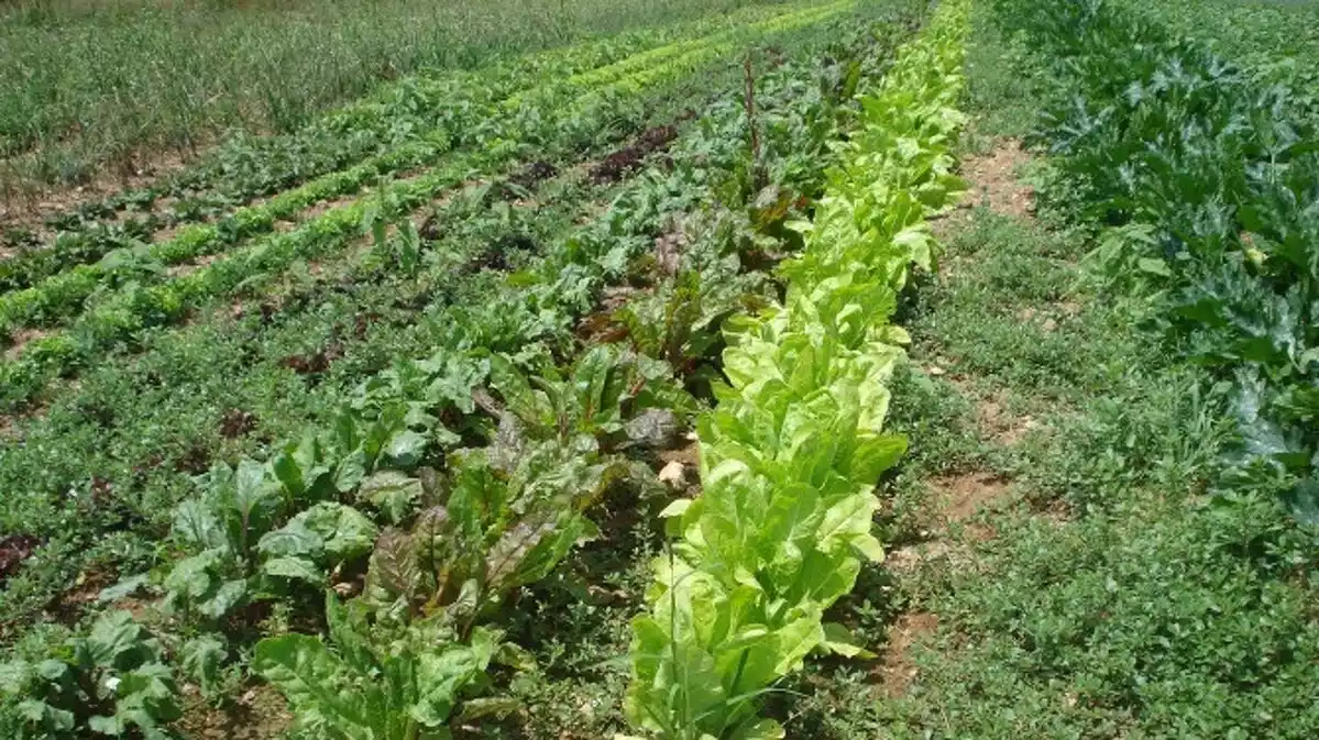 Imatge de diverses verdures plantes a l'Horta de Cal Marxant, a la Pobla de Montornès