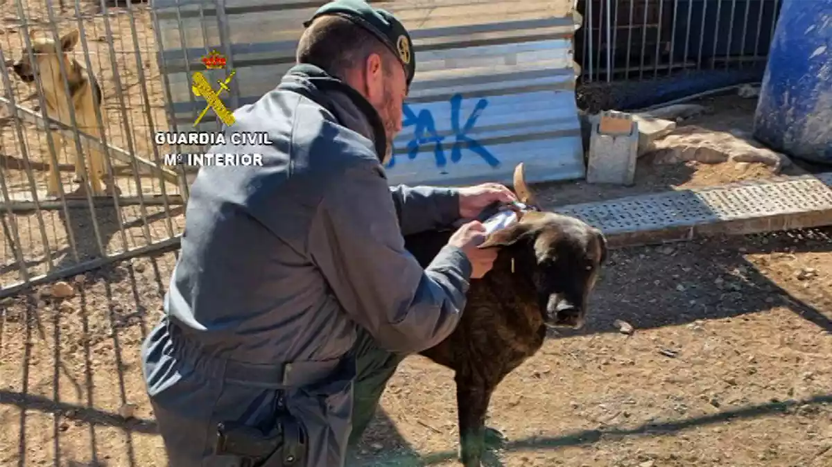 Pla obert d'un agent de la Guàrdia Civil amb un gos en una protectora d'animals del Baix Ebre