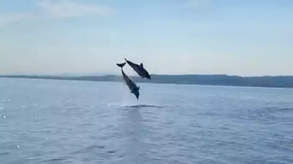 Captura del vídeo on es veuen dos dels dofins fent piruetes davant la costa de Calafell