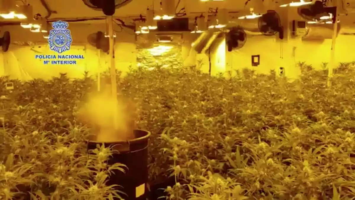 Captura on es veu un els laboratoris 'indoor' on cultivaven marihuana