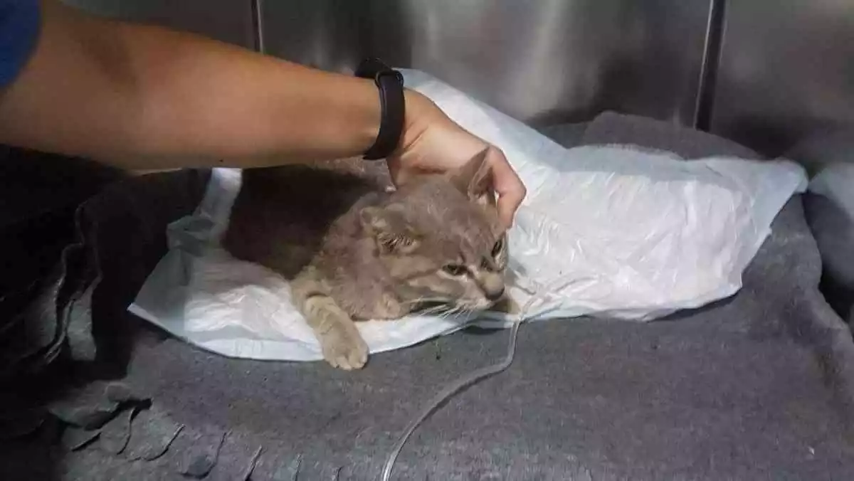 Una gata ferida atesa a la Bastet de Reus