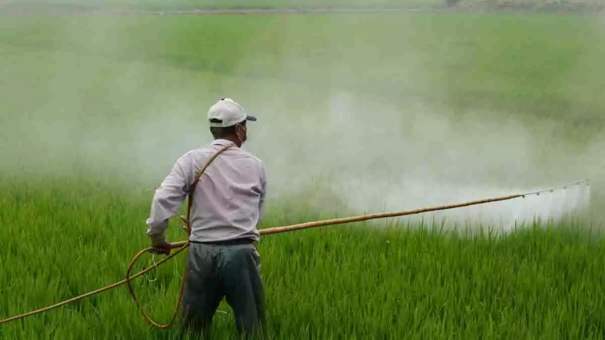 Imatge d'un agricultor utilitzant herbicida en un conreu