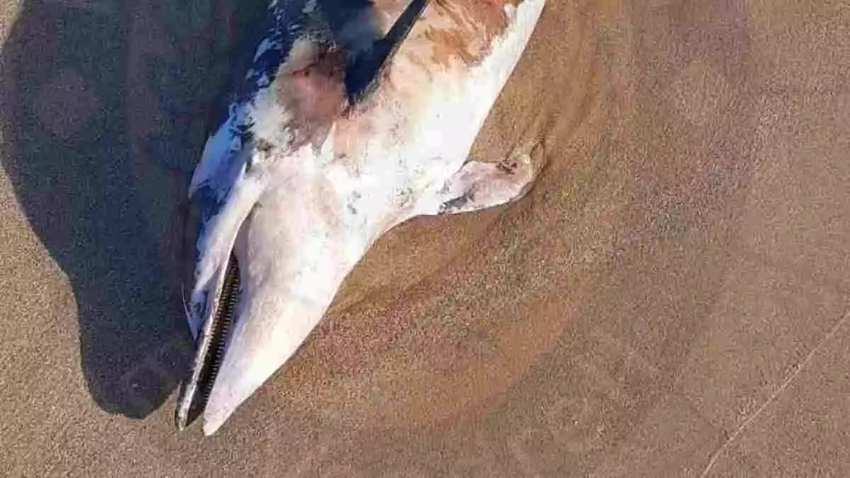 Imatge d'un dofí mort, a la costa del Vendrell