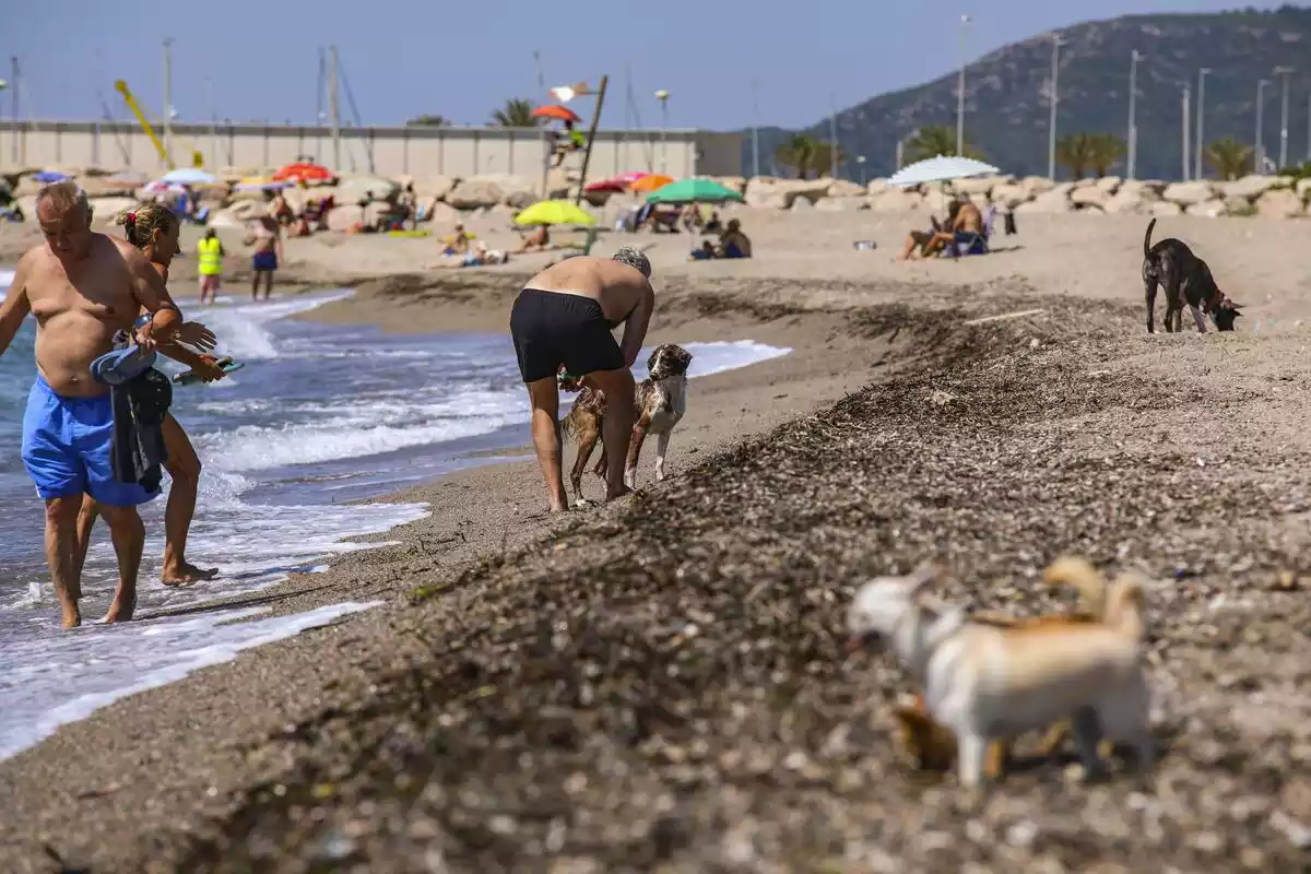 La platja per a gossos de Mont-roig.