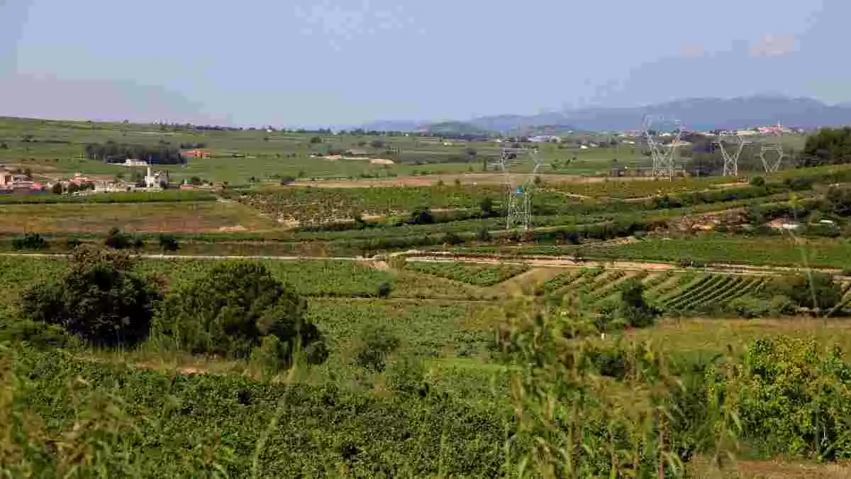 Gran pla general d'un paisatge de vinyes de l'Alt Penedès. Imatge publicada el 24 de juny del 2020
