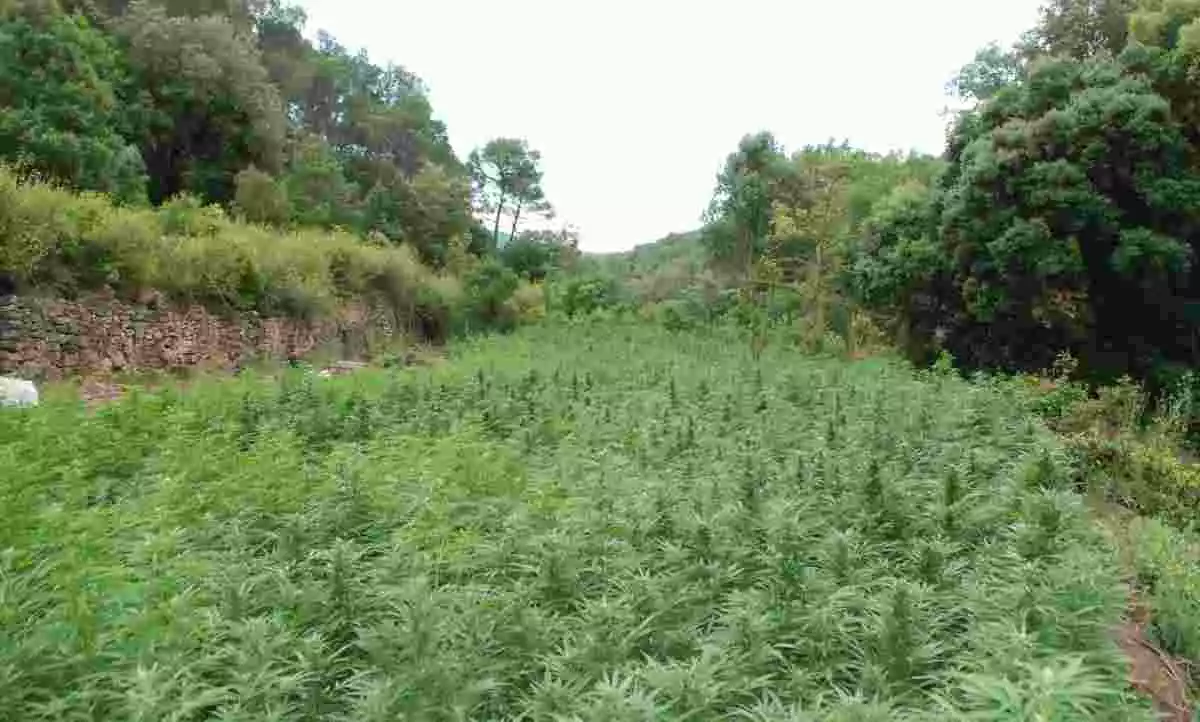 Marihuana a la Conca de Barberà.