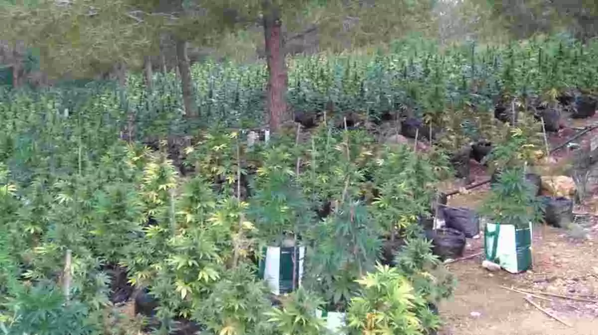 Imatge d'una plantació de marihuana