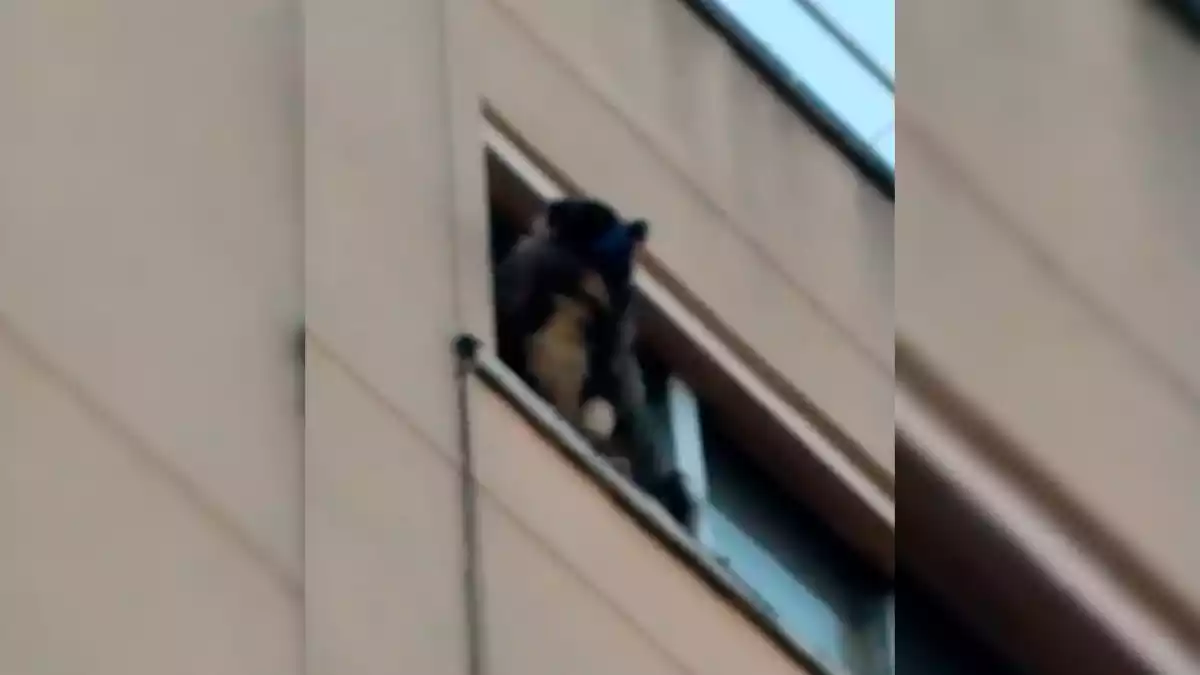 Imatge d'un gos, atrapat a l'ampit d'una finestra