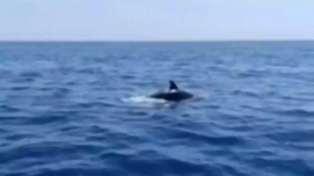 Imatge d'un dofí