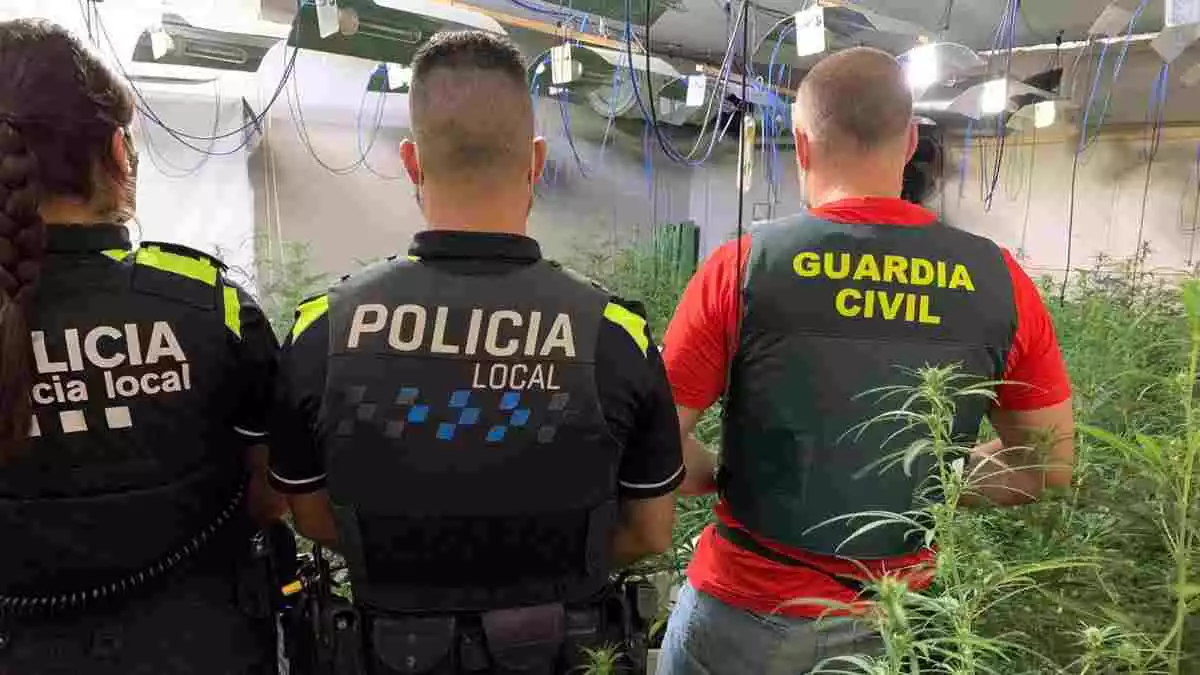Imatge dels agents de la Guàrdia Civil i la Policia Local, a l'habitatge on s'han trobat les 600 plantes